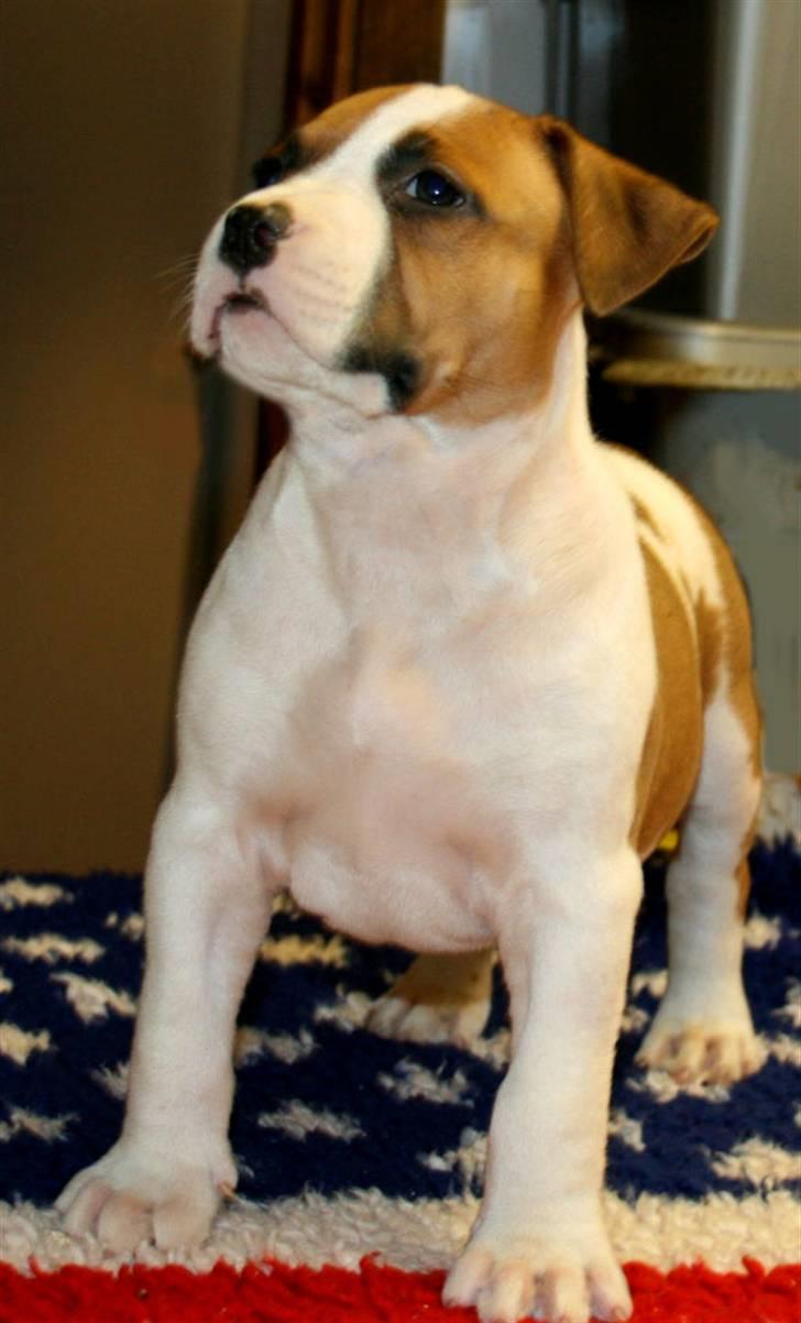 Amerikansk staffordshire terrier Zican´s Icon aka Biffan billede 3