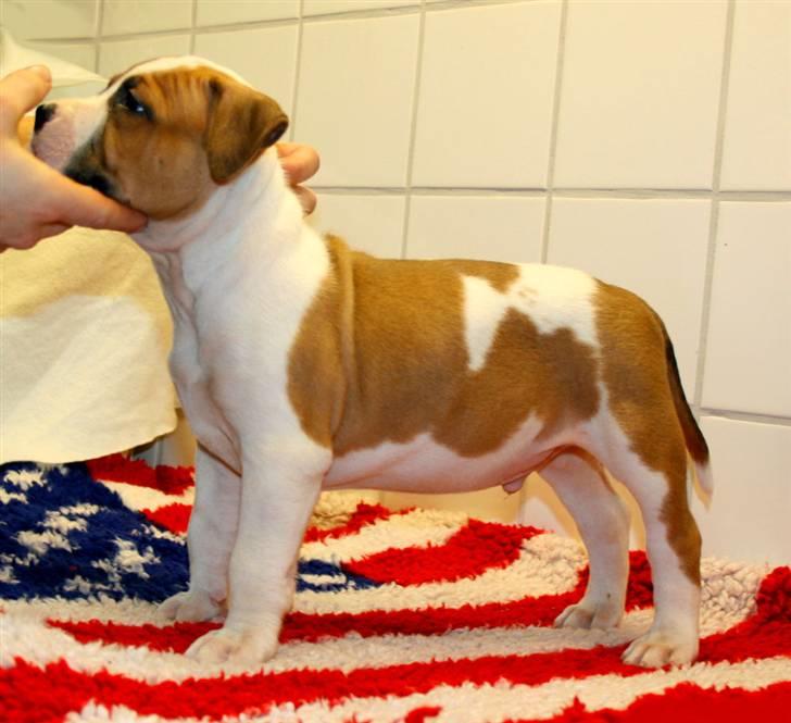 Amerikansk staffordshire terrier Zican´s Icon aka Biffan billede 4