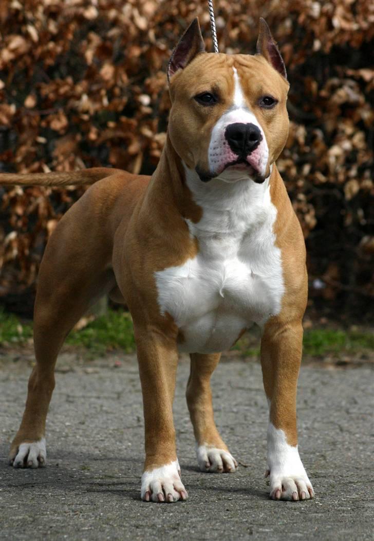Amerikansk staffordshire terrier Zican´s Icon aka Biffan - Farmand Lari billede 5