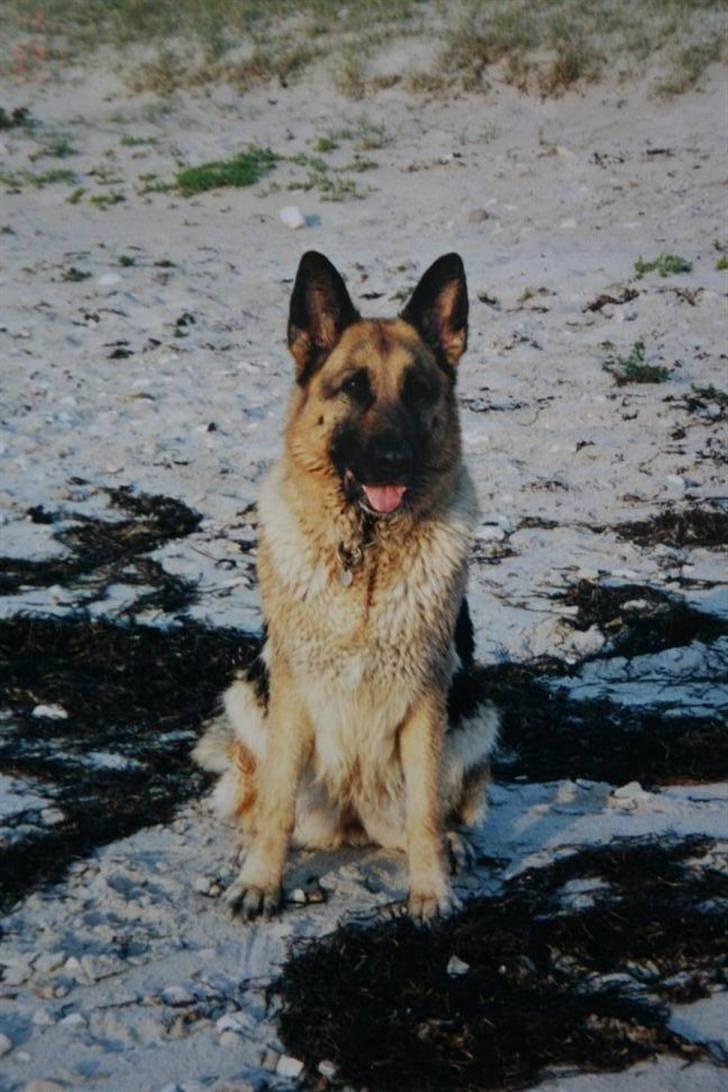 Schæferhund Air-Go Banja billede 1