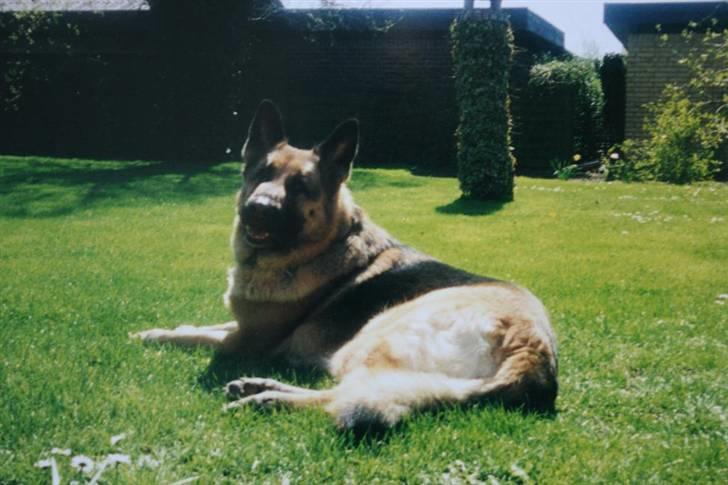 Schæferhund Air-Go Banja billede 2