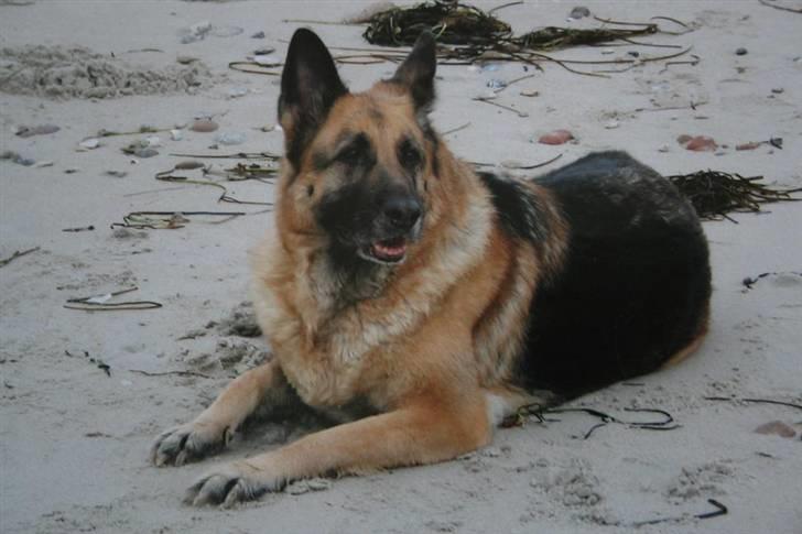 Schæferhund Air-Go Banja billede 3