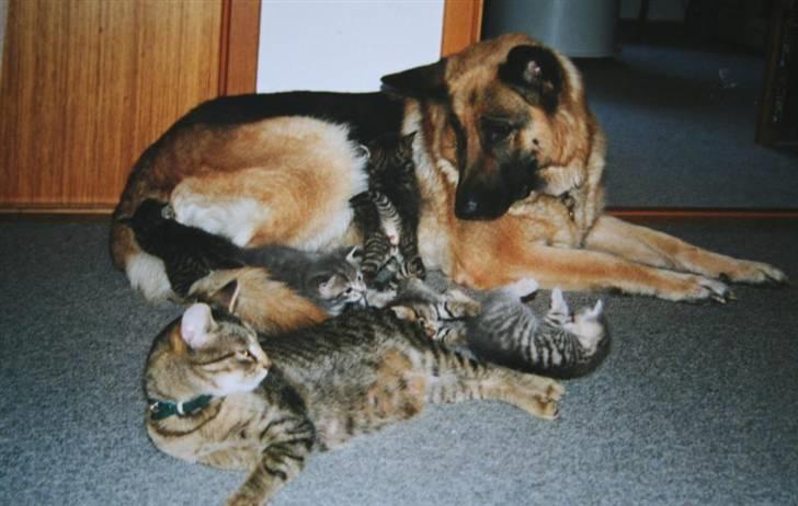 Schæferhund Air-Go Banja billede 4