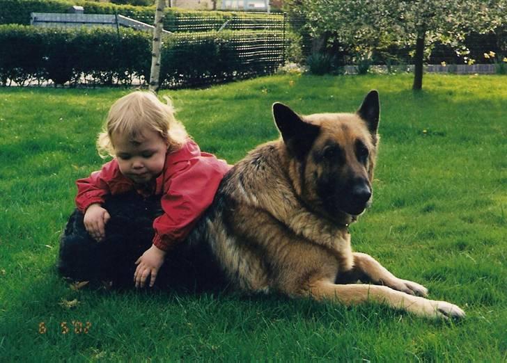 Schæferhund Air-Go Banja billede 5