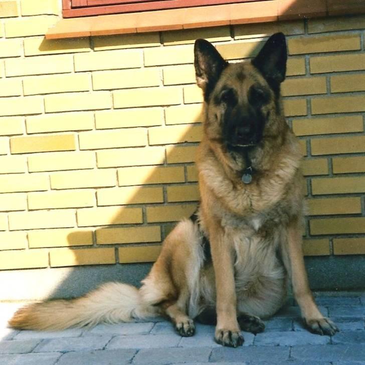 Schæferhund Air-Go Banja billede 6