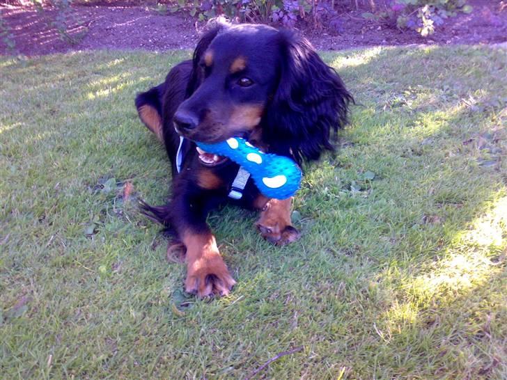 Field Trial spaniel Kenzo billede 5