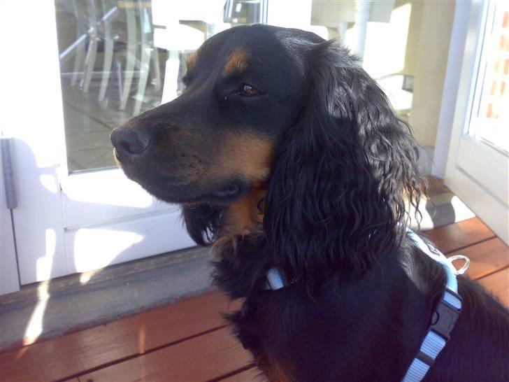 Field Trial spaniel Kenzo billede 6