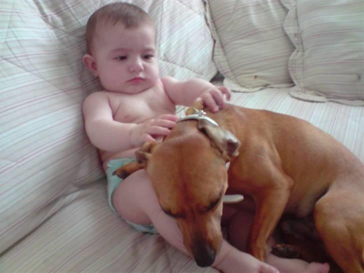 Blanding af racer Pjevsen billede 2