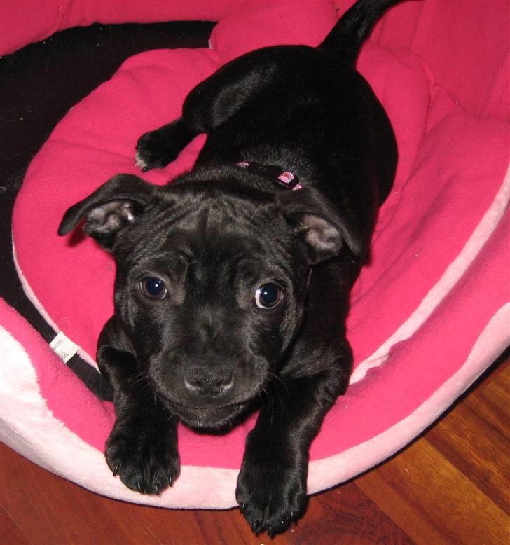 Staffordshire bull terrier Princess R.I.P. 30/4-11 - Kan jeg ikke se farlig ud?? Hvad er det her så?? billede 17