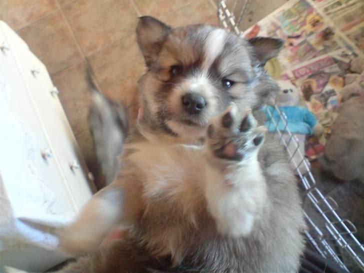 Blanding af racer Kaiser - hey. velkommen til min profil billede 1