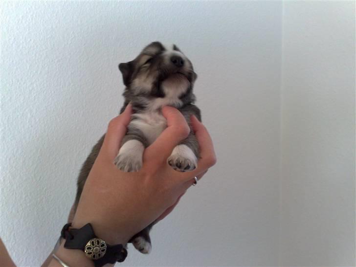 Blanding af racer Kaiser - her er jeg som lillebitte :) Er jeg ikke sød billede 2