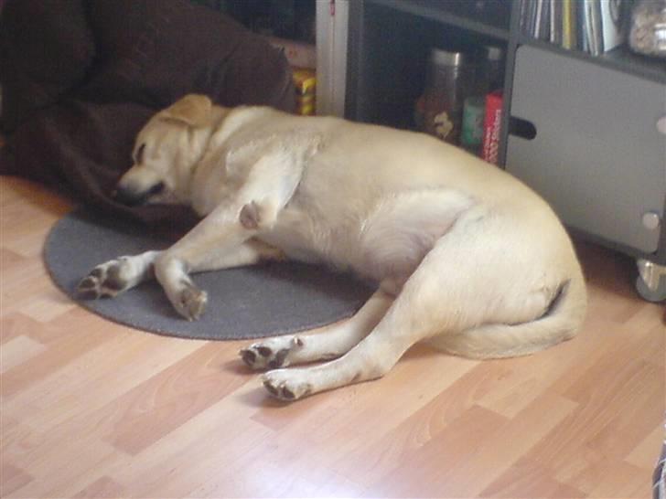 Labrador retriever Luffe<33 billede 2