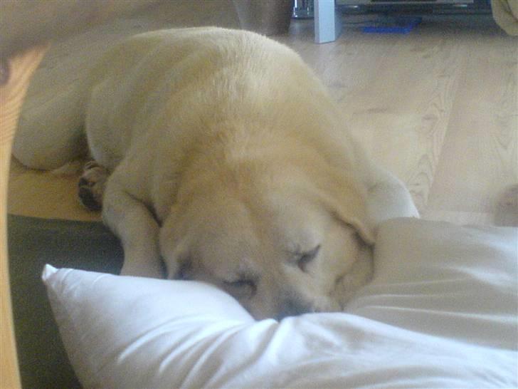 Labrador retriever Luffe<33 billede 3