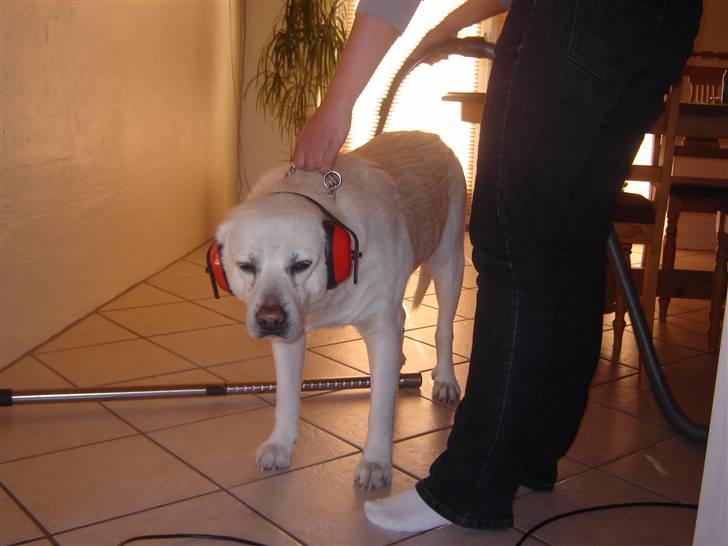 Labrador retriever Luffe<33 billede 4