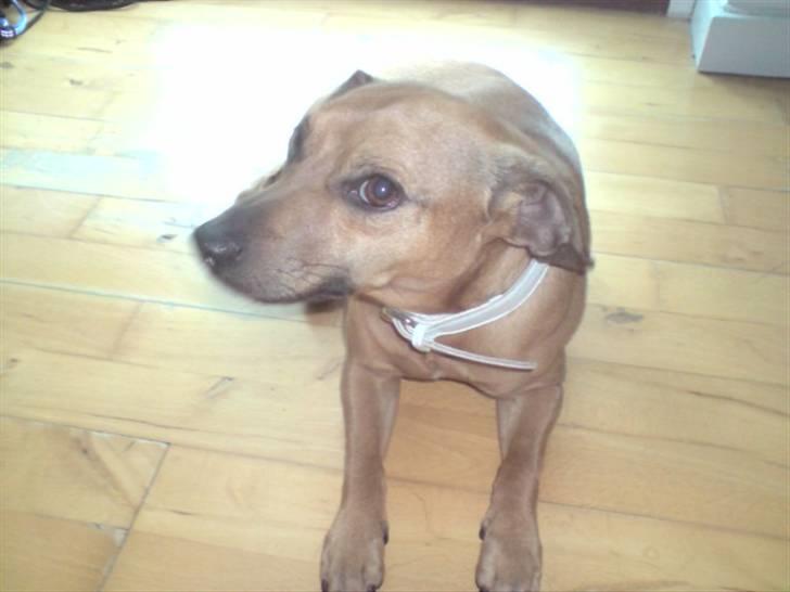 Blanding af racer Pjevsen billede 3