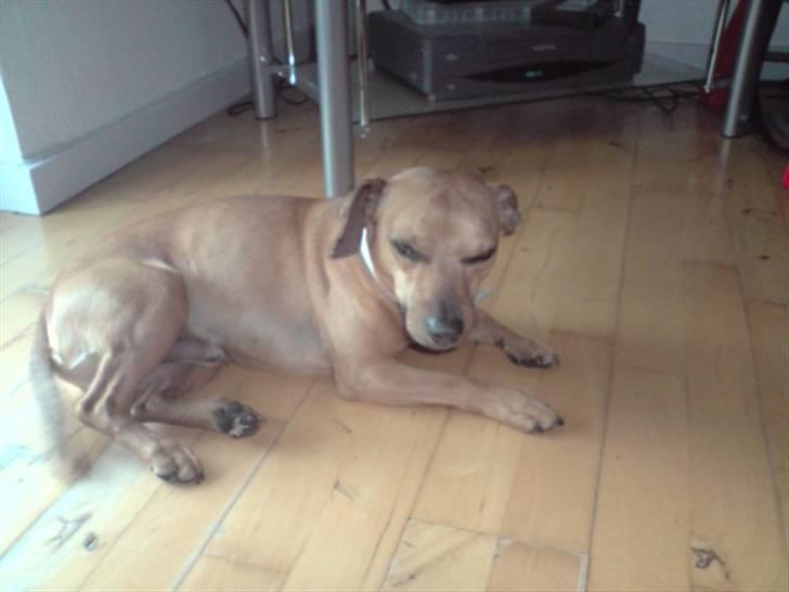 Blanding af racer Pjevsen billede 4