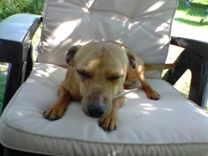 Blanding af racer Pjevsen billede 5