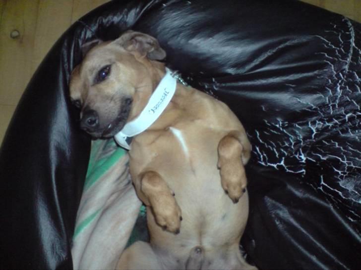 Blanding af racer Pjevsen billede 6