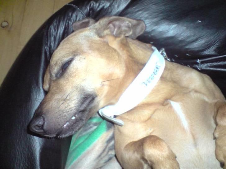 Blanding af racer Pjevsen billede 7