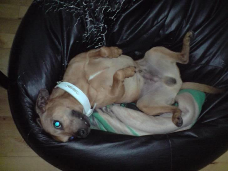 Blanding af racer Pjevsen billede 8