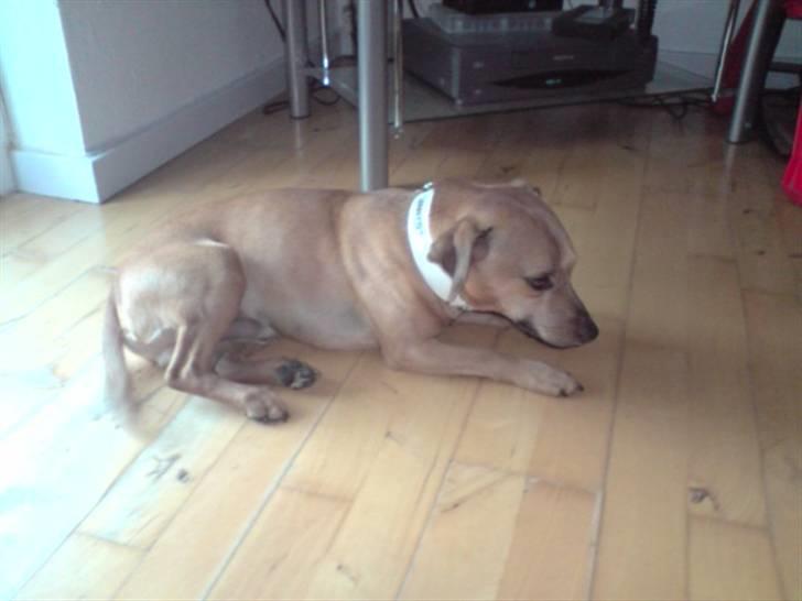 Blanding af racer Pjevsen billede 9