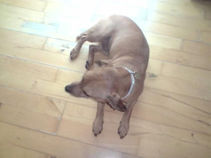 Blanding af racer Pjevsen billede 10