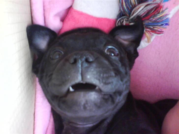 Staffordshire bull terrier Princess R.I.P. 30/4-11 - Hi hi jeg har flyvøre og hug tænder! :o) billede 19