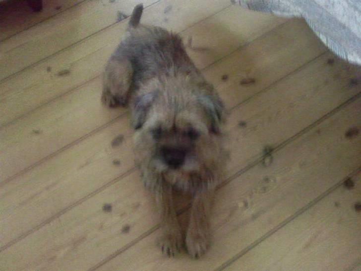 Border terrier Max - Arh dejligt at ligge ned billede 4