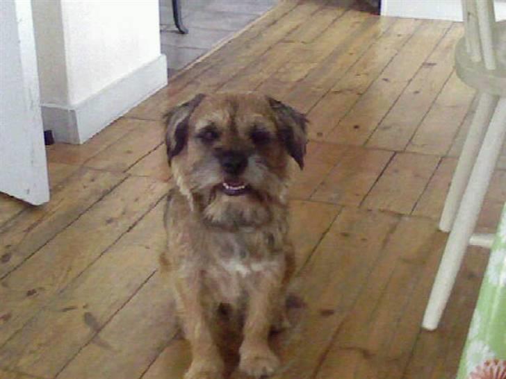 Border terrier Max - Hej billede 5