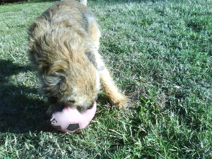 Border terrier Max - Gnav gnav -  billede 6