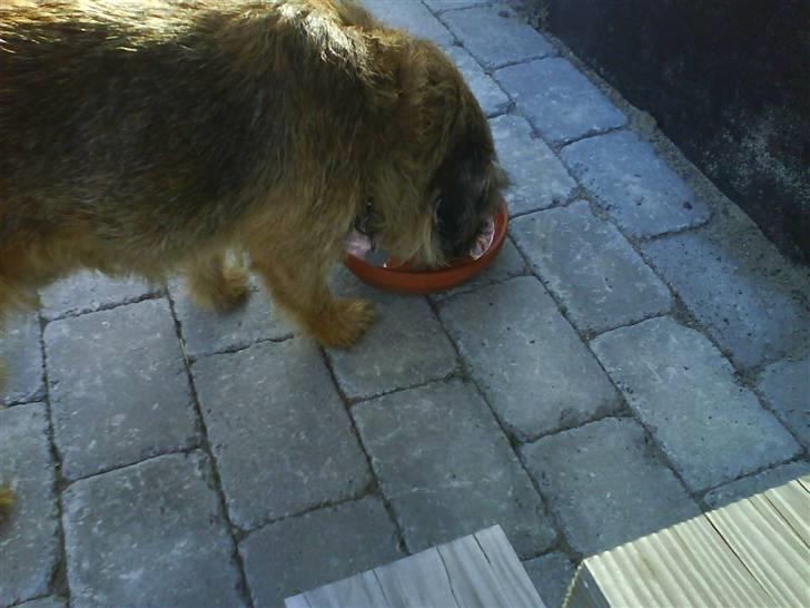 Border terrier Max - dejligt med vand billede 7