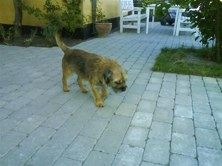Border terrier Max - løb løb billede 8