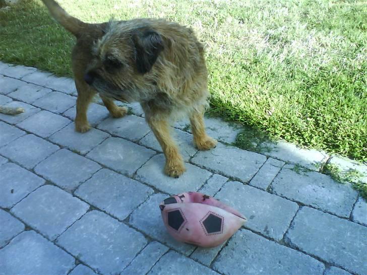 Border terrier Max - Hvor er bolden? billede 9
