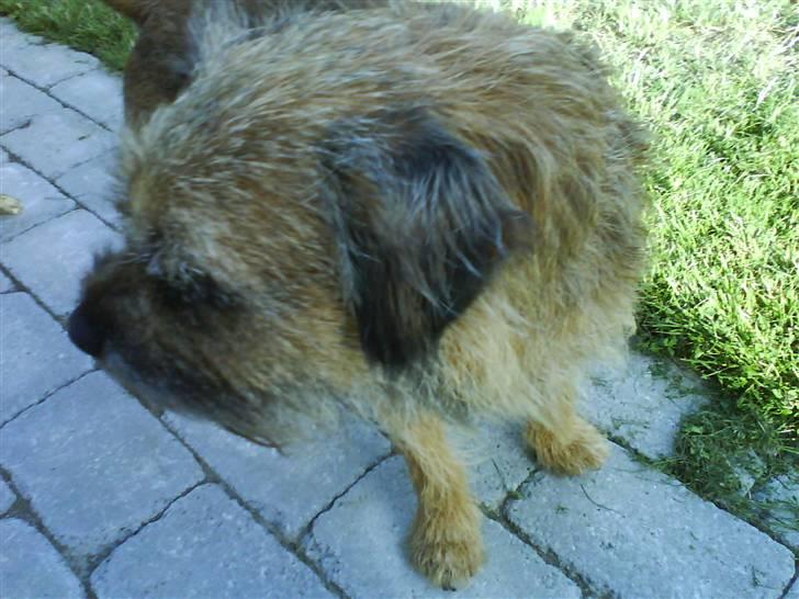 Border terrier Max - Ikke tag billede af mig - jeg kigger i så fald bare en anden vej hen! billede 10