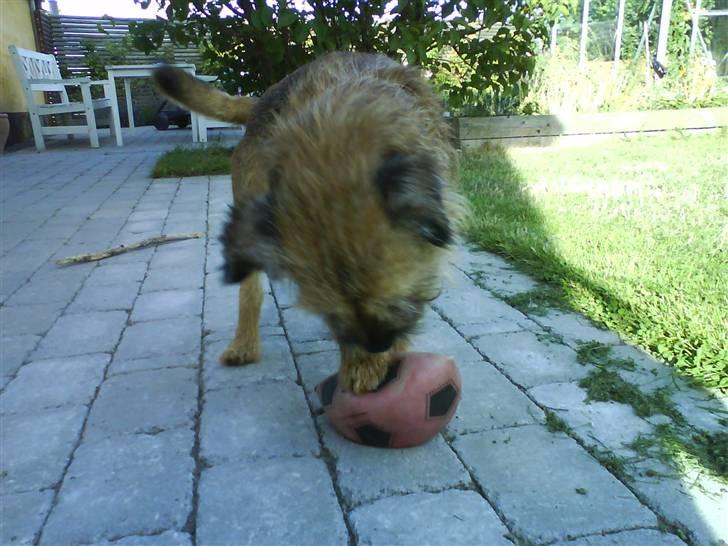 Border terrier Max - Max elsker sin bold billede 11