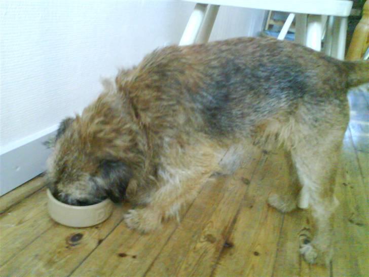 Border terrier Max - Guf ! jeg elsker bare mad billede 12