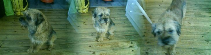 Border terrier Max - ;) billede 13