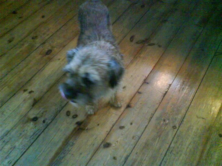 Border terrier Max - var du der billede 14