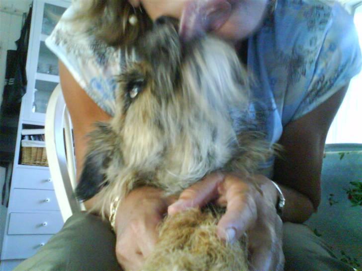 Border terrier Max - Hun smager bedre en hundekiks billede 15