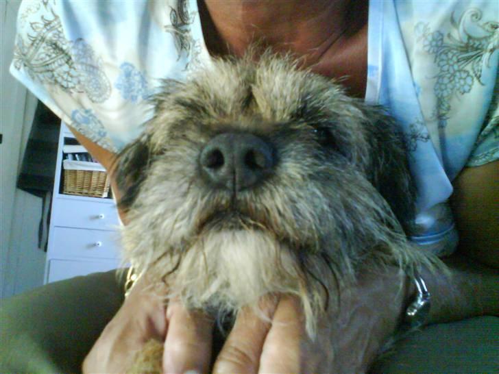 Border terrier Max - :) billede 16