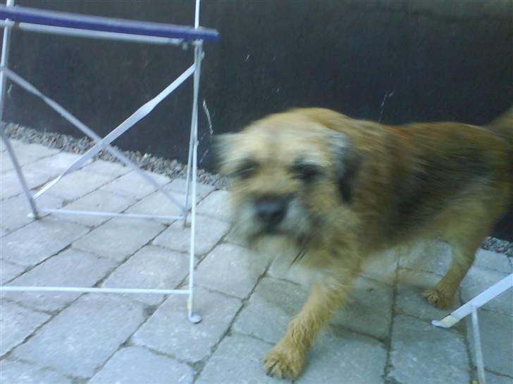 Border terrier Max - Du kan ike fange mig billede 17