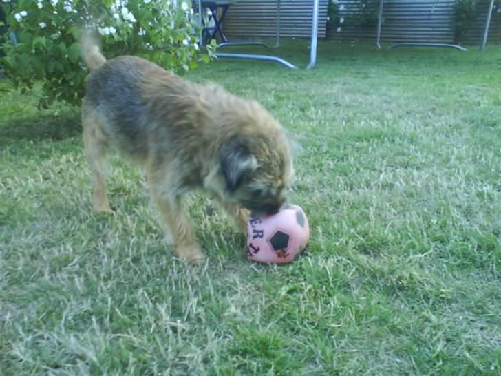 Border terrier Max - haha du slipper ikke fri bold! billede 18