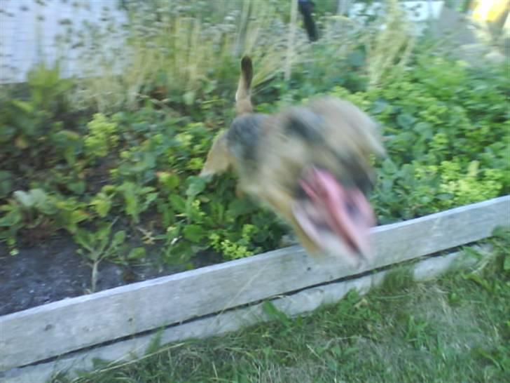 Border terrier Max - Ingen har set mig i sofie´s mor´s blomsterbed!! HOP billede 19