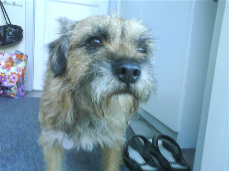 Border terrier Max - Nej du må ikke gå sofie billede 20