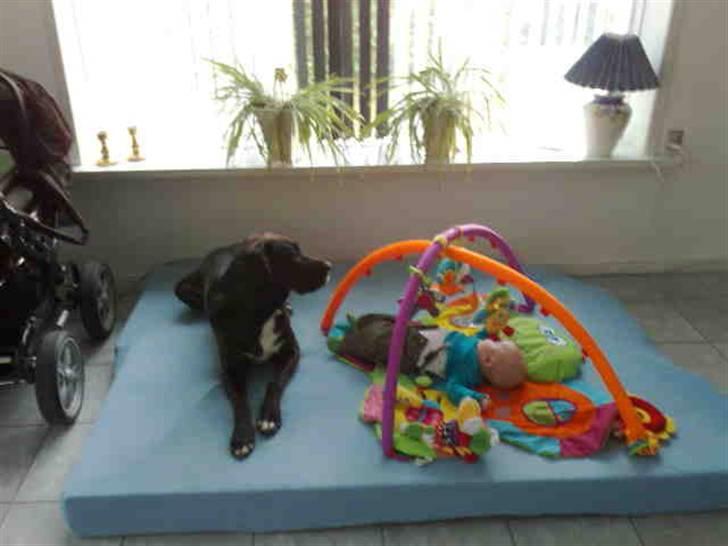 Blanding af racer nikita  R.I.P - er rigtig god til og passe på babyen, han er så glad for mig, glæder mig til han bliver størrer så vi kan lege sammen billede 8