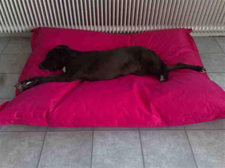 Blanding af racer nikita  R.I.P - ih har fået ny seng, dejlig stor, min mor og far er bare så søde,  billede 9