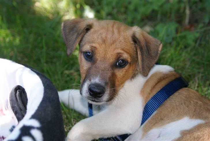 Dansk svensk gaardhund Mailo :) - første dag hjemme :) billede 13