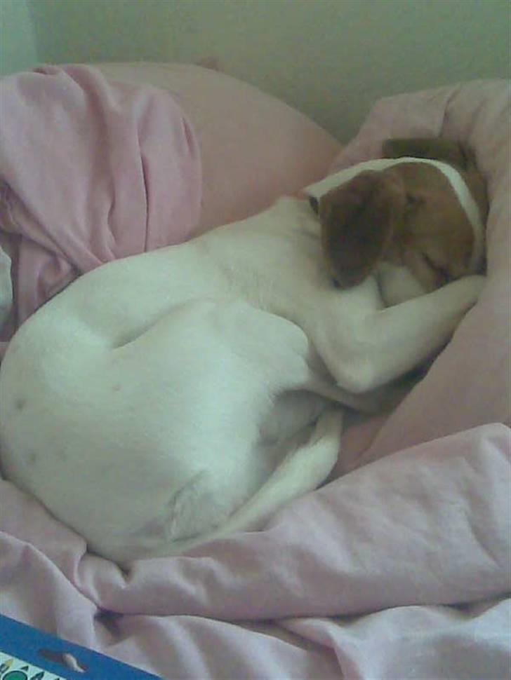 Blanding af racer !....Dolly....­­!­­ billede 15