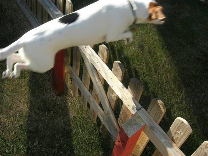 Blanding af racer !....Dolly....­­!­­ - hop hop hop :P´´ billede 16