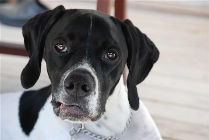 Pointer Victor billede 8